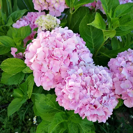 Francesca