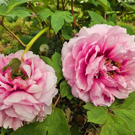 Francesca ヴィラ *